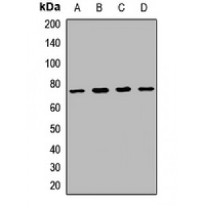 LifeSab™ PIT1 Rabbit pAb (50 µl)