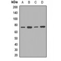 LifeSab™ TCF12 Rabbit pAb (50 µl)
