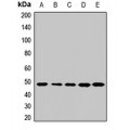 LifeSab™ TEAD4 Rabbit pAb (50 µl)