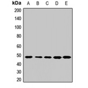 LifeSab™ TEAD4 Rabbit pAb (50 µl)