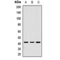LifeSab™ TMOD1 Rabbit pAb (50 µl)
