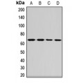 LifeSab™ STAM1 Rabbit pAb (50 µl)