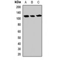 LifeSab™ USP5 Rabbit pAb (50 µl)