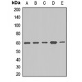 LifeSab™ APPBP1 Rabbit pAb (50 µl)