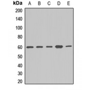 LifeSab™ APPBP1 Rabbit pAb (50 µl)