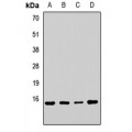 LifeSab™ RPL23 Rabbit pAb (50 µl)