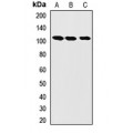 LifeSab™ LONP1 Rabbit pAb (50 µl)