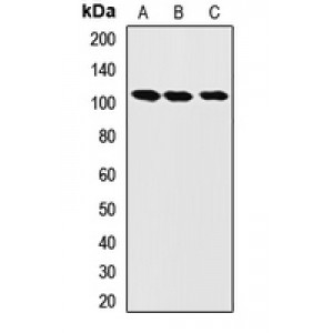 LifeSab™ LONP1 Rabbit pAb (50 µl)