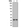 LifeSab™ RCL1 Rabbit pAb (50 µl)