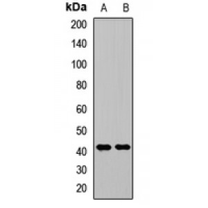LifeSab™ RCL1 Rabbit pAb (50 µl)