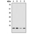 LifeSab™ HRSP12 Rabbit pAb (50 µl)
