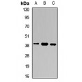 LifeSab™ GNB5 Rabbit pAb (50 µl)
