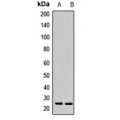 LifeSab™ Rpp29 Rabbit pAb (50 µl)