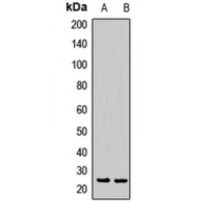 LifeSab™ Rpp29 Rabbit pAb (50 µl)