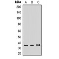 LifeSab™ TOM34 Rabbit pAb (50 µl)