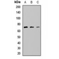 LifeSab™ NSMF Rabbit pAb (50 µl)