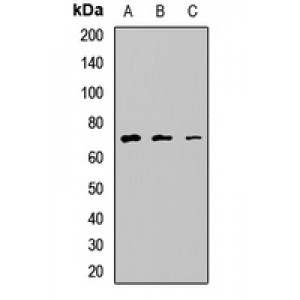 LifeSab™ NSMF Rabbit pAb (50 µl)