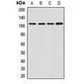 LifeSab™ ORP-3 Rabbit pAb (50 µl)