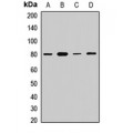 LifeSab™ APPL1 Rabbit pAb (50 µl)