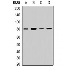 LifeSab™ APPL1 Rabbit pAb (50 µl)