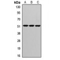 LifeSab™ CRBN Rabbit pAb (50 µl)