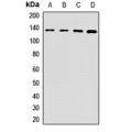 LifeSab™ CC2D1A Rabbit pAb (50 µl)