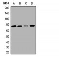LifeSab™ MKS1 Rabbit pAb (50 µl)