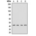LifeSab™ DNAJB14 Rabbit pAb (50 µl)