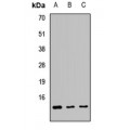 LifeSab™ ATPIF1 Rabbit pAb (50 µl)