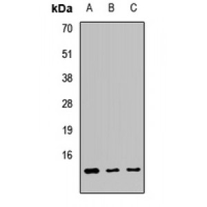 LifeSab™ ATPIF1 Rabbit pAb (50 µl)