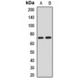 LifeSab™ NEDD1 Rabbit pAb (50 µl)