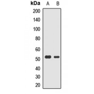 LifeSab™ RASSF6 Rabbit pAb (50 µl)
