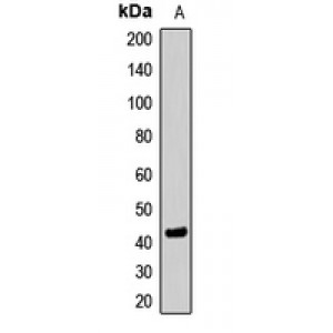 LifeSab™ SETD8 Rabbit pAb (50 µl)