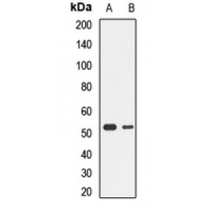 LifeSab™ NRF1 Rabbit pAb (50 µl)