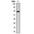 LifeSab™ FUBP1 Rabbit pAb (50 µl)