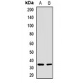LifeSab™ ATP1B1 Rabbit pAb (50 µl)