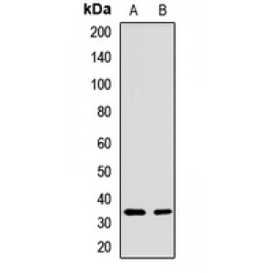 LifeSab™ ATP1B1 Rabbit pAb (50 µl)