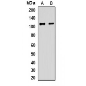 LifeSab™ EPC1 Rabbit pAb (50 µl)