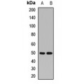 LifeSab™ MRPS30 Rabbit pAb (50 µl)
