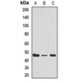 LifeSab™ RPL4 Rabbit pAb (50 µl)