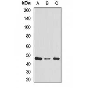 LifeSab™ RPL4 Rabbit pAb (50 µl)