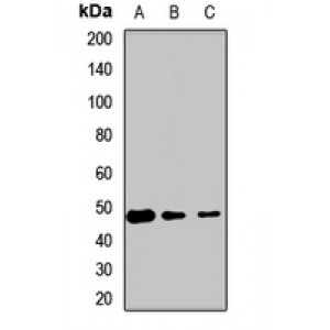 LifeSab™ eTF1 Rabbit pAb (50 µl)