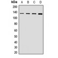 LifeSab™ POLR2B Rabbit pAb (50 µl)