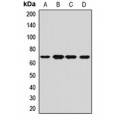LifeSab™ CPSF6 Rabbit pAb (50 µl)