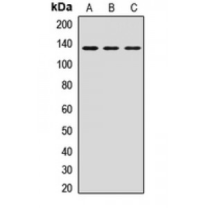 LifeSab™ HTATSF1 Rabbit pAb (50 µl)