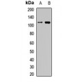 LifeSab™ eIF2C1 Rabbit pAb (50 µl)
