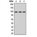LifeSab™ eIF2C2 Rabbit pAb (50 µl)