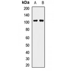 LifeSab™ PIWIL2 Rabbit pAb (50 µl)