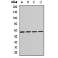LifeSab™ PRPF4 Rabbit pAb (50 µl)