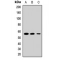 LifeSab™ PTBP2 Rabbit pAb (50 µl)